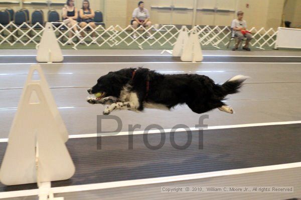 IMG_7606.jpg - Dawg Derby Flyball TournementJuly 10, 2010Classic CenterAthens, Ga