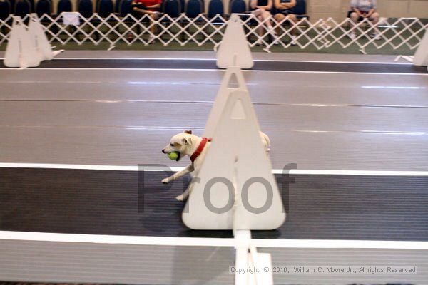 IMG_7609.jpg - Dawg Derby Flyball TournementJuly 10, 2010Classic CenterAthens, Ga