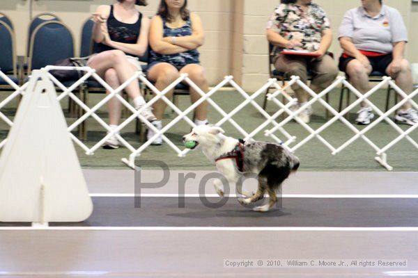 IMG_7617.jpg - Dawg Derby Flyball TournementJuly 10, 2010Classic CenterAthens, Ga