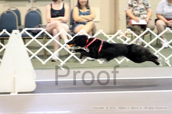 IMG_7633.jpg - Dawg Derby Flyball TournementJuly 10, 2010Classic CenterAthens, Ga