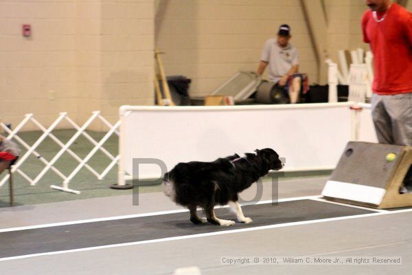 IMG_7636.jpg - Dawg Derby Flyball TournementJuly 10, 2010Classic CenterAthens, Ga