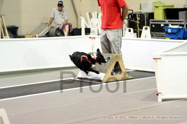IMG_7655.jpg - Dawg Derby Flyball TournementJuly 10, 2010Classic CenterAthens, Ga
