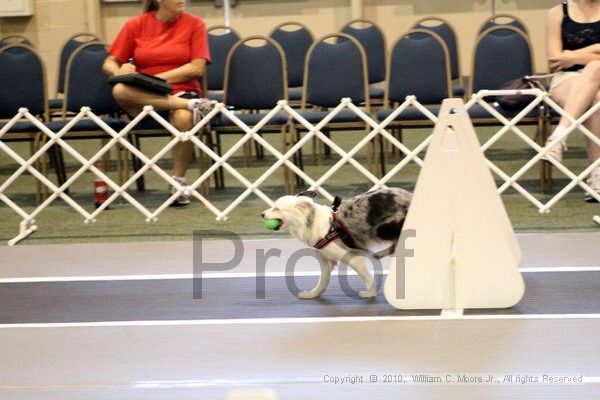 IMG_7663.jpg - Dawg Derby Flyball TournementJuly 10, 2010Classic CenterAthens, Ga