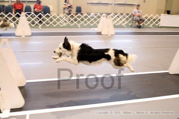 IMG_7667.jpg - Dawg Derby Flyball TournementJuly 10, 2010Classic CenterAthens, Ga