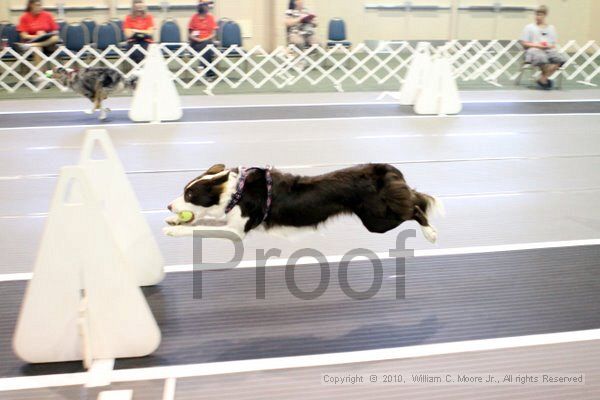 IMG_7670.jpg - Dawg Derby Flyball TournementJuly 10, 2010Classic CenterAthens, Ga