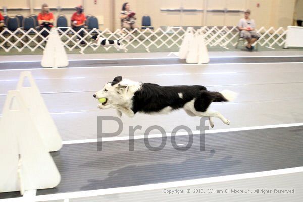 IMG_7672.jpg - Dawg Derby Flyball TournementJuly 10, 2010Classic CenterAthens, Ga