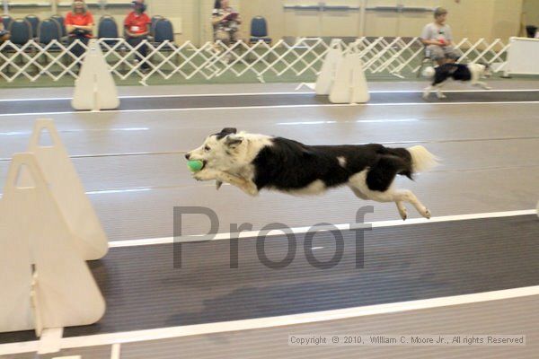 IMG_7678.jpg - Dawg Derby Flyball TournementJuly 10, 2010Classic CenterAthens, Ga