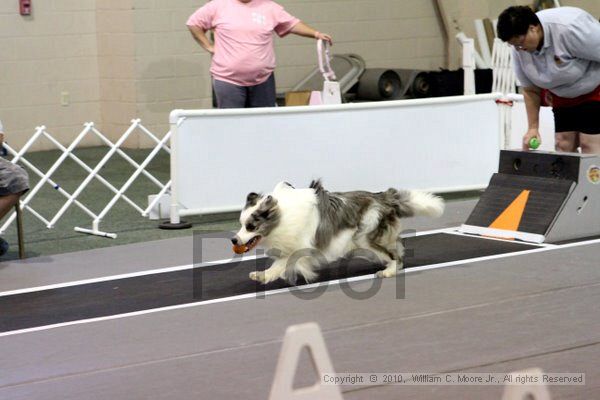 IMG_7686.jpg - Dawg Derby Flyball TournementJuly 10, 2010Classic CenterAthens, Ga