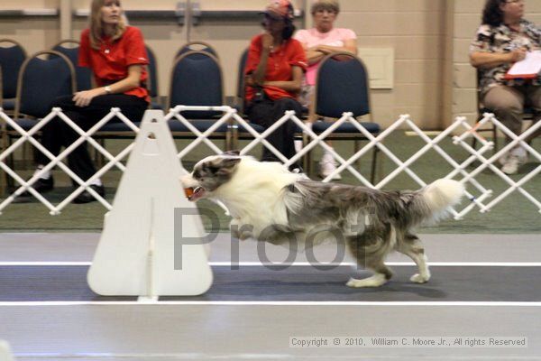 IMG_7687.jpg - Dawg Derby Flyball TournementJuly 10, 2010Classic CenterAthens, Ga