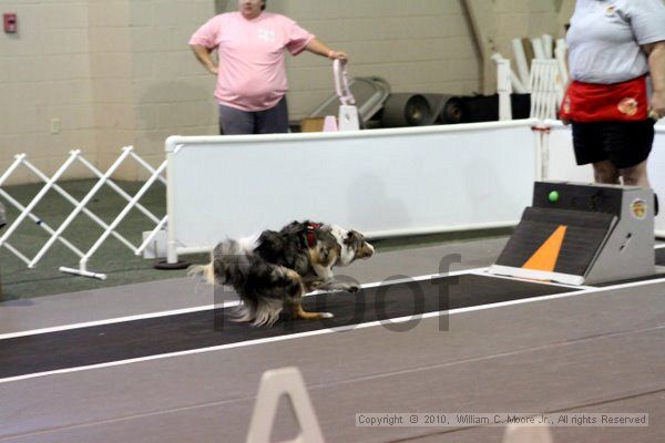 IMG_7690.jpg - Dawg Derby Flyball TournementJuly 10, 2010Classic CenterAthens, Ga