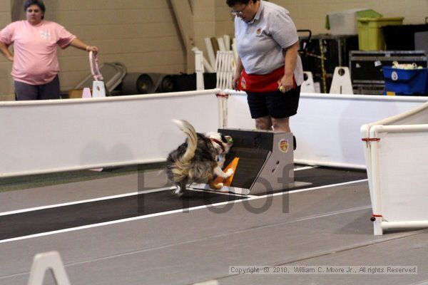 IMG_7692.jpg - Dawg Derby Flyball TournementJuly 10, 2010Classic CenterAthens, Ga