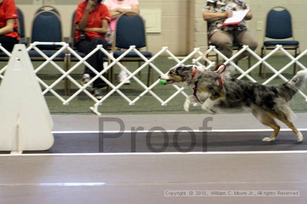 IMG_7694.jpg - Dawg Derby Flyball TournementJuly 10, 2010Classic CenterAthens, Ga