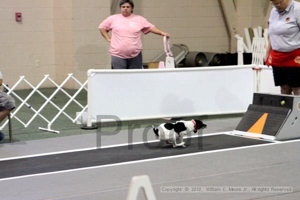 IMG_7695.jpg - Dawg Derby Flyball TournementJuly 10, 2010Classic CenterAthens, Ga
