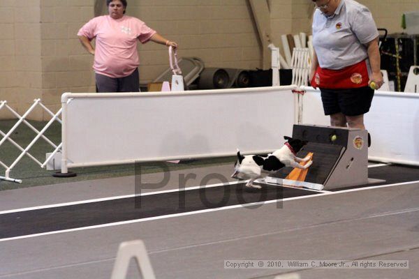 IMG_7696.jpg - Dawg Derby Flyball TournementJuly 10, 2010Classic CenterAthens, Ga