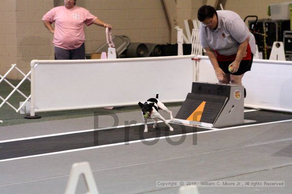 IMG_7699.jpg - Dawg Derby Flyball TournementJuly 10, 2010Classic CenterAthens, Ga