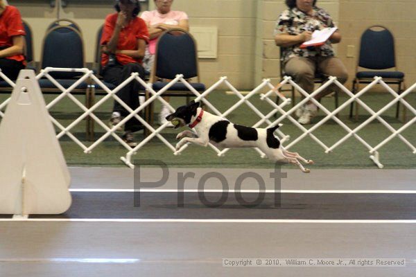 IMG_7700.jpg - Dawg Derby Flyball TournementJuly 10, 2010Classic CenterAthens, Ga