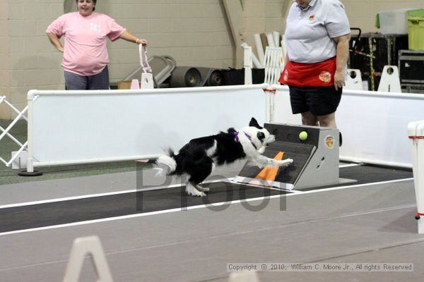 IMG_7705.jpg - Dawg Derby Flyball TournementJuly 10, 2010Classic CenterAthens, Ga