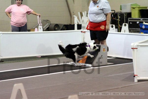 IMG_7706.jpg - Dawg Derby Flyball TournementJuly 10, 2010Classic CenterAthens, Ga