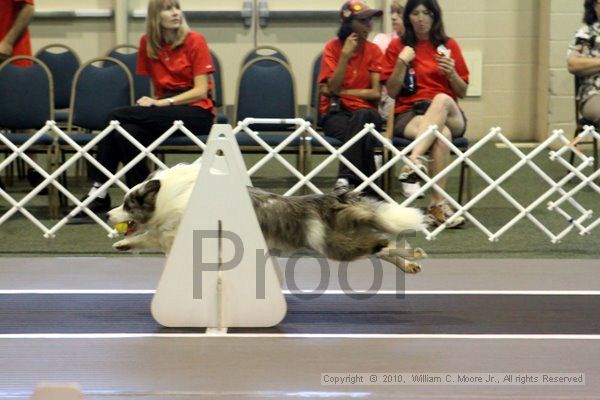 IMG_7714.jpg - Dawg Derby Flyball TournementJuly 10, 2010Classic CenterAthens, Ga