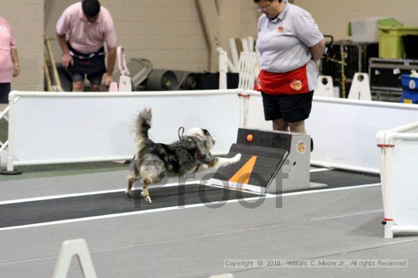 IMG_7715.jpg - Dawg Derby Flyball TournementJuly 10, 2010Classic CenterAthens, Ga