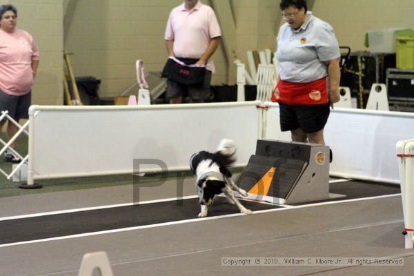 IMG_7720.jpg - Dawg Derby Flyball TournementJuly 10, 2010Classic CenterAthens, Ga