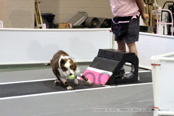 IMG_7725.jpg - Dawg Derby Flyball TournementJuly 10, 2010Classic CenterAthens, Ga
