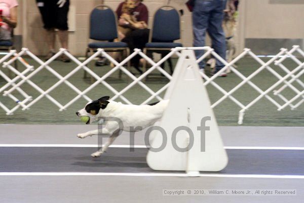 IMG_7729.jpg - Dawg Derby Flyball TournementJuly 10, 2010Classic CenterAthens, Ga