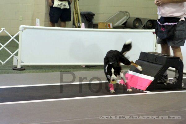 IMG_7731.jpg - Dawg Derby Flyball TournementJuly 10, 2010Classic CenterAthens, Ga