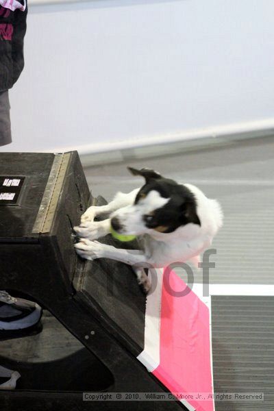 IMG_7736.jpg - Dawg Derby Flyball TournementJuly 10, 2010Classic CenterAthens, Ga