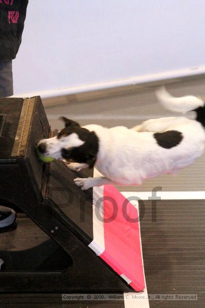 IMG_7737.jpg - Dawg Derby Flyball TournementJuly 10, 2010Classic CenterAthens, Ga
