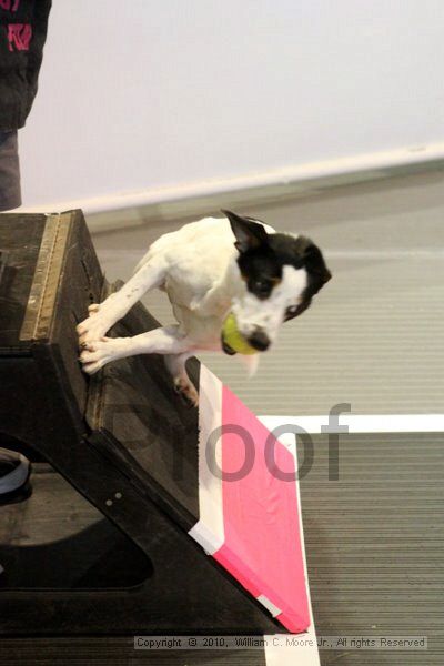 IMG_7738.jpg - Dawg Derby Flyball TournementJuly 10, 2010Classic CenterAthens, Ga