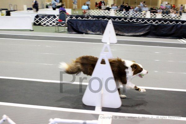 IMG_7739.jpg - Dawg Derby Flyball TournementJuly 10, 2010Classic CenterAthens, Ga