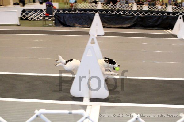 IMG_7742.jpg - Dawg Derby Flyball TournementJuly 10, 2010Classic CenterAthens, Ga