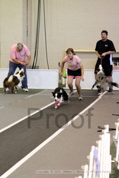 IMG_7748.jpg - Dawg Derby Flyball TournementJuly 10, 2010Classic CenterAthens, Ga