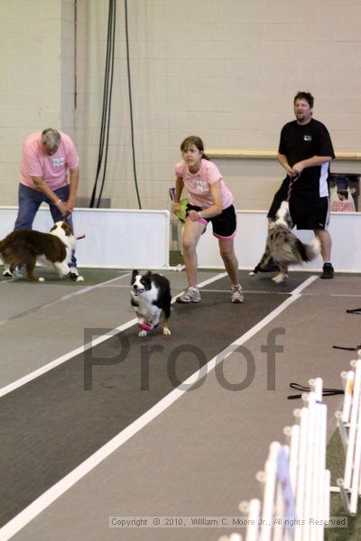IMG_7749.jpg - Dawg Derby Flyball TournementJuly 10, 2010Classic CenterAthens, Ga