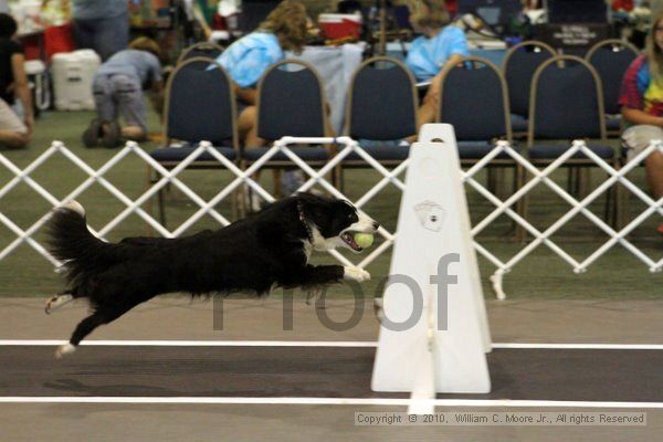 IMG_7751.jpg - Dawg Derby Flyball TournementJuly 10, 2010Classic CenterAthens, Ga