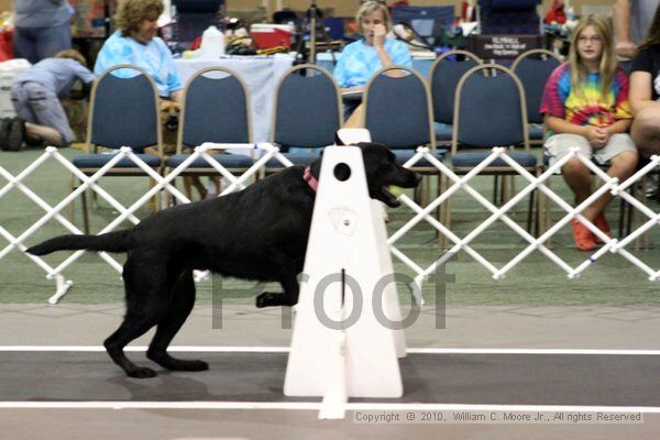 IMG_7754.jpg - Dawg Derby Flyball TournementJuly 10, 2010Classic CenterAthens, Ga