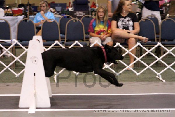 IMG_7755.jpg - Dawg Derby Flyball TournementJuly 10, 2010Classic CenterAthens, Ga