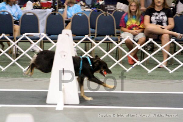 IMG_7756.jpg - Dawg Derby Flyball TournementJuly 10, 2010Classic CenterAthens, Ga