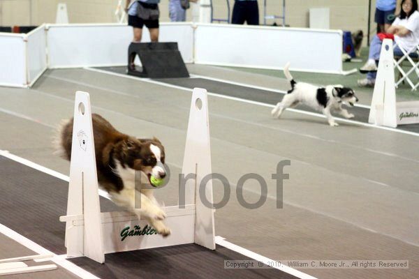 IMG_7758.jpg - Dawg Derby Flyball TournementJuly 10, 2010Classic CenterAthens, Ga