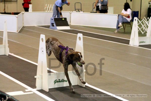 IMG_7763.jpg - Dawg Derby Flyball TournementJuly 10, 2010Classic CenterAthens, Ga