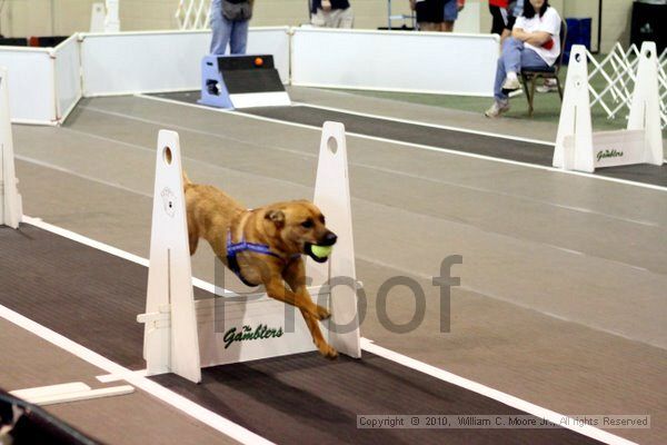 IMG_7765.jpg - Dawg Derby Flyball TournementJuly 10, 2010Classic CenterAthens, Ga