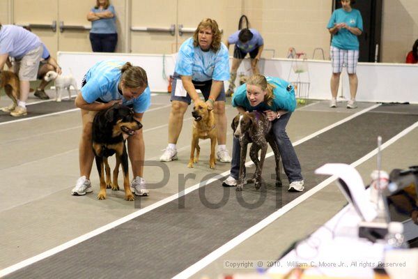 IMG_7768.jpg - Dawg Derby Flyball TournementJuly 10, 2010Classic CenterAthens, Ga