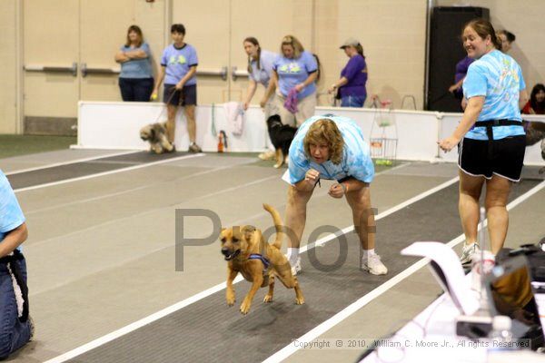 IMG_7773.jpg - Dawg Derby Flyball TournementJuly 10, 2010Classic CenterAthens, Ga