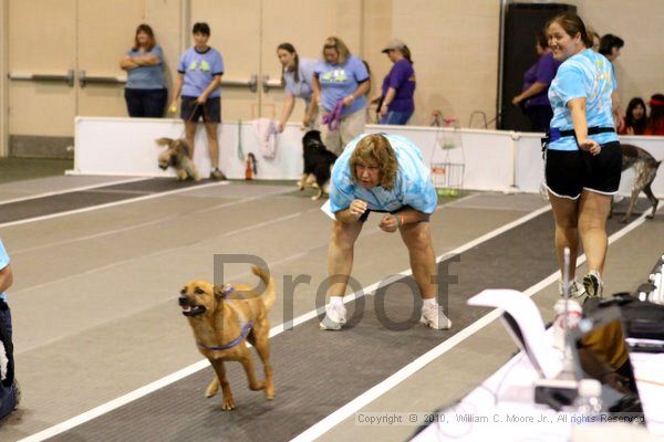 IMG_7774.jpg - Dawg Derby Flyball TournementJuly 10, 2010Classic CenterAthens, Ga