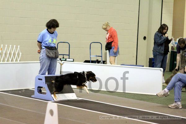IMG_7776.jpg - Dawg Derby Flyball TournementJuly 10, 2010Classic CenterAthens, Ga