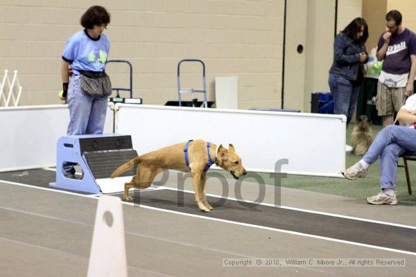 IMG_7779.jpg - Dawg Derby Flyball TournementJuly 10, 2010Classic CenterAthens, Ga