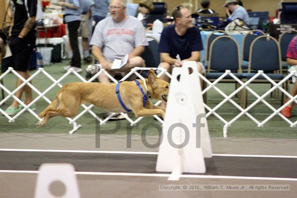 IMG_7780.jpg - Dawg Derby Flyball TournementJuly 10, 2010Classic CenterAthens, Ga