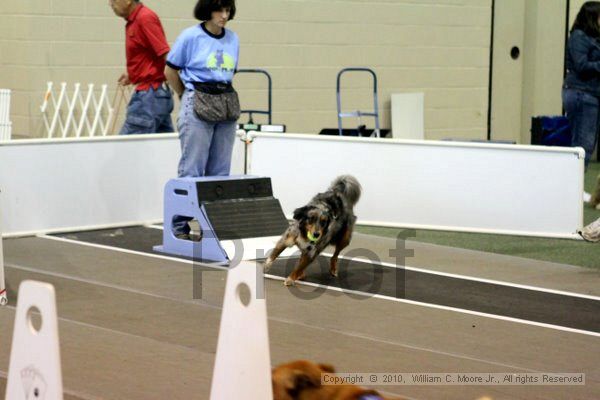 IMG_7782.jpg - Dawg Derby Flyball TournementJuly 10, 2010Classic CenterAthens, Ga
