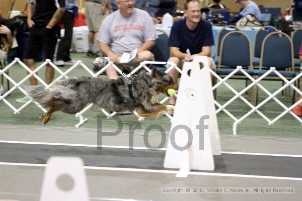 IMG_7783.jpg - Dawg Derby Flyball TournementJuly 10, 2010Classic CenterAthens, Ga